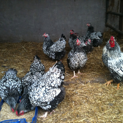 A photograph of Drumhirk Poultry and Rare Breed Fowl